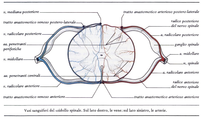 Vasi del midollo spinale
