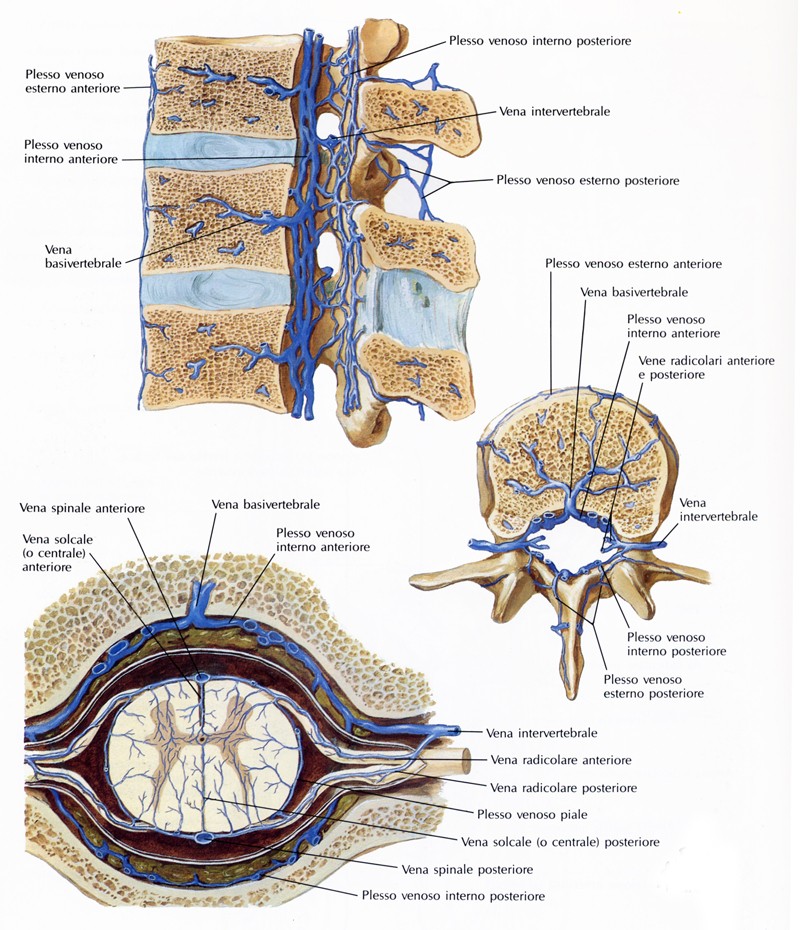 Vene del midollo spinale