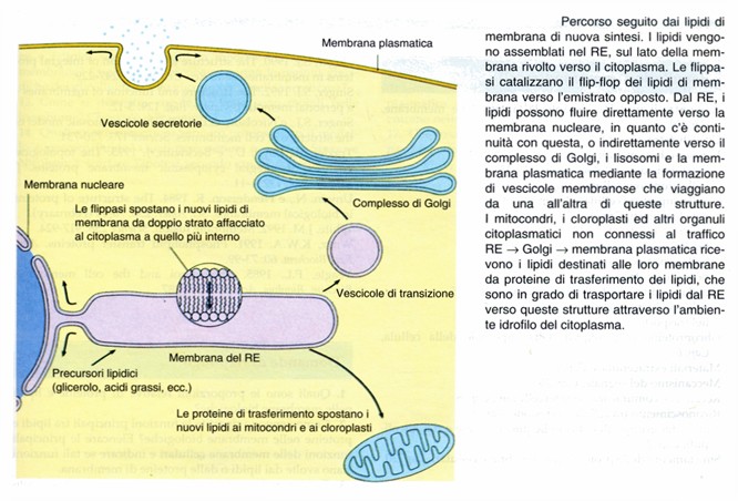Biogenesi dei lipidi di membrana