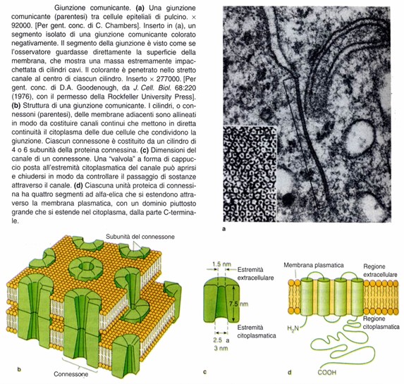 Giunzioni comunicanti, gap junctions, nexus, macula communicans