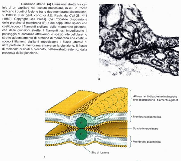 Giunzioni strette, zonula occludens, tight junctions
