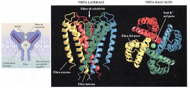 Canale del potassio a 2 alfa-eliche transmembrana