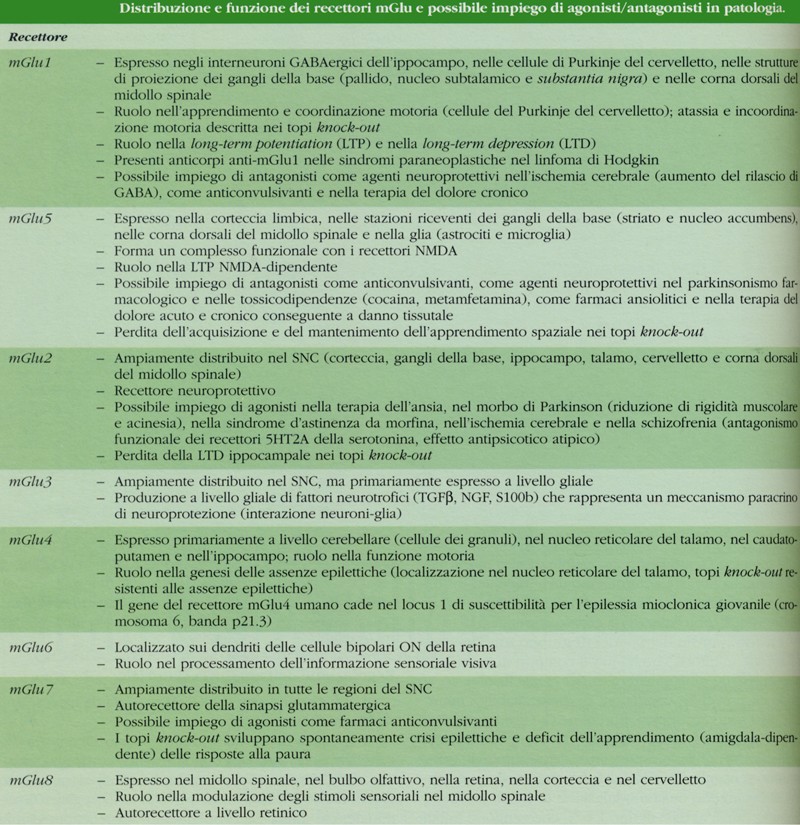 Distribuzione e funzione dei recettori metabotropici del glutammato