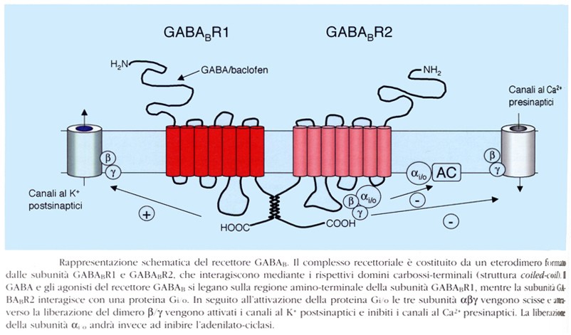 Recettore B del GABA