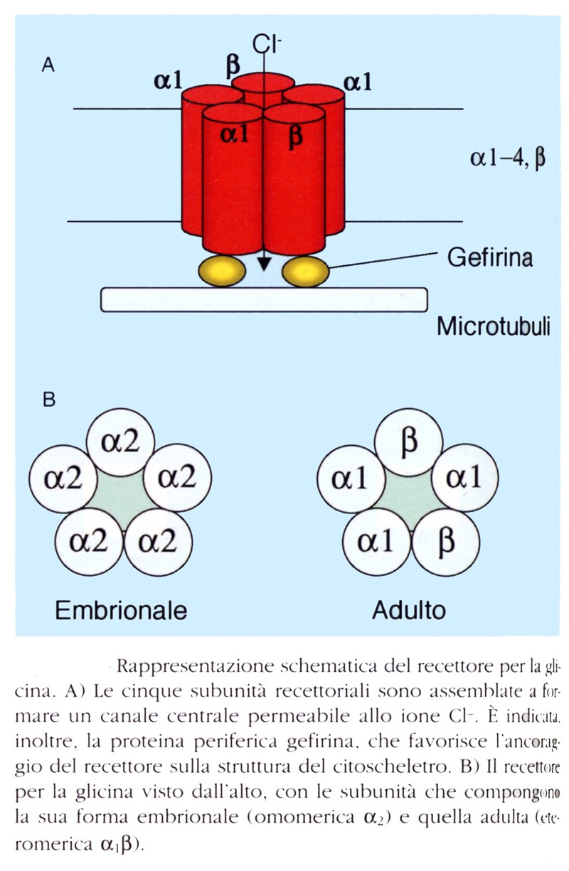 Recettore della glicina A