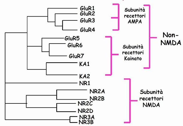 Suddivisione dei recettori ionotropici del glutammato