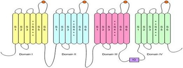 Schema del canale ionico del sodio