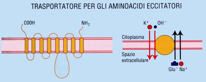 Trasportatori degli aminoacidi eccitatori