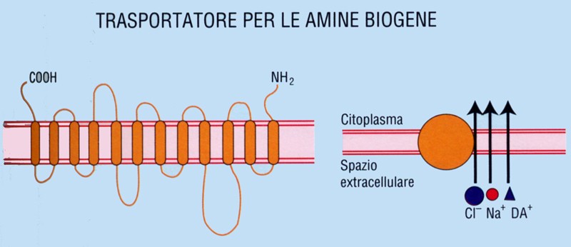 Trasportatori delle amine