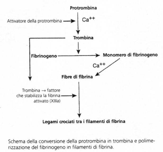 corpuscoli