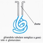 Ghiandola tubulare a gomitolo o glomerulare