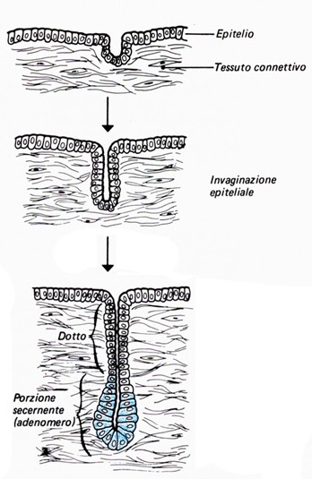 Sviluppo delle ghiandole esocrine