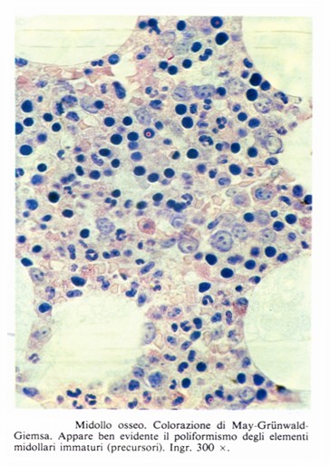 Cellule nucleate del midollo osseo rosso