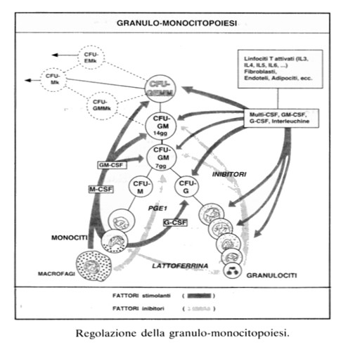 Fattori stimolanti la monocitopoiesi