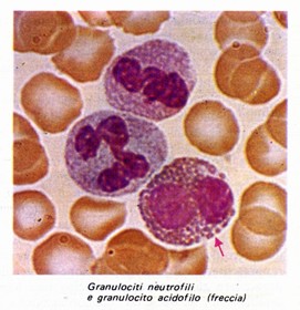 Granulociti neutrofili