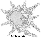 Melanocito
