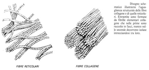 Confronto tra fibre reticolari e fibre collagene