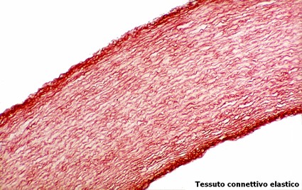 Pelle elastica: vantaggi e caratteristiche di questo tessuto - Cimmino