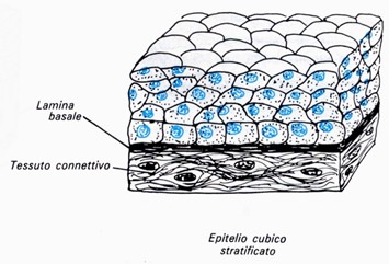 Epitelio cubico (o isoprismatico) pluristratificato