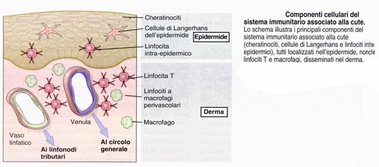 Tessuto linfoide associato alla cute