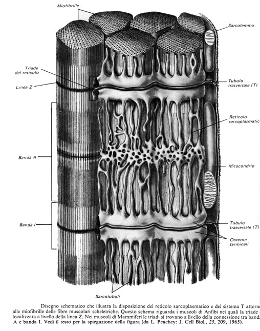 Reticolo sarcoplasmatico o sarcotubulare di fibra scheletrica