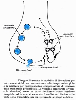 Microesocitosi e micropinocitosi del neurotrasmettitore