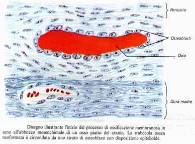 Ossificazione intramembranosa