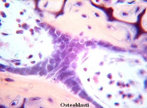 Osteoblasti